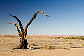 Abgestorbener Baum in der Wüste, Sossusvlei, Hardap, Namibia