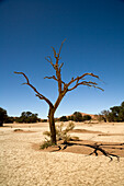Abgestorbener Baum, Namib-Naukluft National Park, Namibia