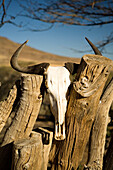 Animal Skull on Fence, Namib-Naukluft National Park, Namibia