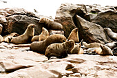 Seal Colony, Cape Cross, Damaraland, Namibia