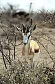 Springbock, Etosha National Park, Kunene Region, Namibia