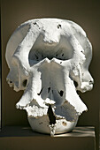 Rhinoceros Skull