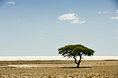 Tree at Etosha Pan, Etosha National Park, Kunene Region, Namibia