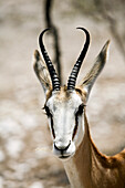 Close-up of Springbok, Etosha National Park, Kunene Region, Namibia