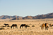 Pferde, Aus, Karas Region, Namibia