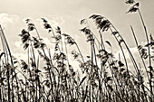 Low Angle View of Tall Grass, Wahner Heide, Germany