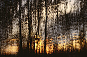 Zusammenfassung von Bäumen bei Sonnenuntergang