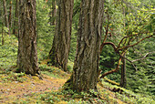 Regenwald bei Qualicum, British Columbia, Kanada