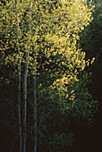 Birch Trees in Spring, New Brunswick, Canada