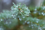 Rain on Spruce Twig, Shamper's Bluff, New Brunswick, Canada