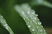Dew Drops on Blades of Grass