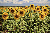 Sonnenblumen bei Claremont, Queensland, Australien