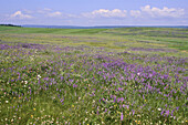 Field of Purple Vetch, Knightville, New Brunswick, Canada