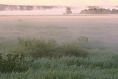 Morgennebel, Lower Jemseg, New Brunswick, Kanada