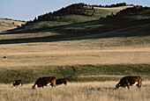 Cattle Grazing, Porcupine Hills, Alberta, Canada