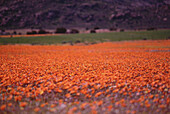 Feld mit Wildblumen, Namaqualand, Südafrika