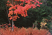 Roter Ahorn, Kingston Peninsula, New Brunswick, Kanada