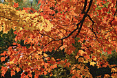 Herbstblätter am Baum, Pollett River, New Brunswick, Kanada
