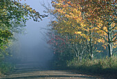 Von Bäumen gesäumte Straße, Kingston Peninsula, New Brunswick, Kanada