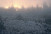 Morning Mist & Frost, near Kingston, New Brunswick, Canada