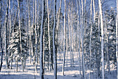 Schnee auf Baumstämmen, Shamper's Bluff, New Brunswick, Kanada