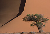 Baum und Sanddüne, Namibia