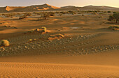 Desert with Trees, Namibia