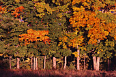 Trees in Autumn Near Kingston, New Brunswick Canada