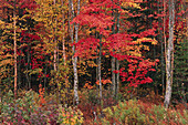 Bäume im Herbst Quispamsis, New Brunswick Kanada