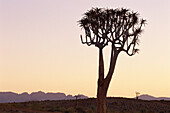 Silhouette der Köcherbäume bei Sonnenuntergang Kap-Provinz, Südafrika