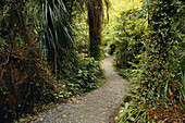 Küstenregenwald Paparoa National Park Südinsel, Neuseeland