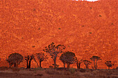 Köcherbäume bei Sonnenaufgang Kokerboomkloof, Richtersveld National Park, Südafrika