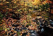 Herbstlaub im Bach Perry Point, New Brunswick Kanada