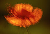 Abstract Poppy Flower