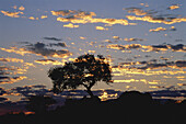 Silhouette eines Baumes bei Sonnenuntergang, Riemvasmaak, Südafrika