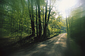 Dirt Road in Forest, Great Smoky Mountains National Park, Tennessee, USA