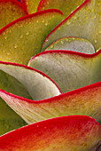 Leaves of Succulent