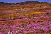 Feld mit Wildblumen, Namaqualand, Nordkap, Südafrika