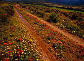 Blumen auf der Landstraße, Namaqualand National Park, Nordkap, Südafrika