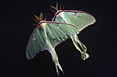 Luna Moths