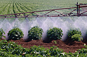 Crop Spraying, Alberton, Prince Edward Island, Canada