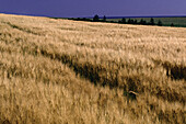 Barley Field, Prince Edward Island, Canada