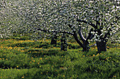 Apple Orchard, Ottawa, Ontario, Canada
