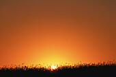 Weizenfeld bei Sonnenuntergang, Portageville, New York USA