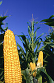 Corn, Pennsylvania, USA