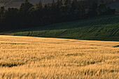Field at Sunset, New London, Prince Edward Island, Canada