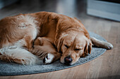 Hund schläft auf Teppich