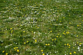 Feld mit grünem Gras und blühenden Gänseblümchen und Löwenzahn, eine Wiese im Frühling.