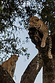 Ein weiblicher und ein männlicher Leopard, Panthera pardus, zusammen in einem Marulabaum, Sclerocarya birrea.