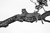 Ein männlicher Leopard, Panthera pardus, liegend in einem Marulabaum, Sclerocarya birrea, in schwarz-weiß.